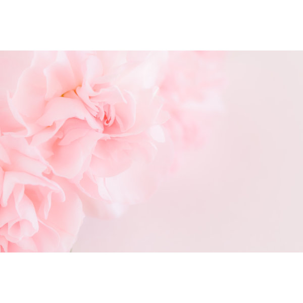 Canora Grey Pink Carnation Flowers by Supitchamcsdam Wrapped Canvas